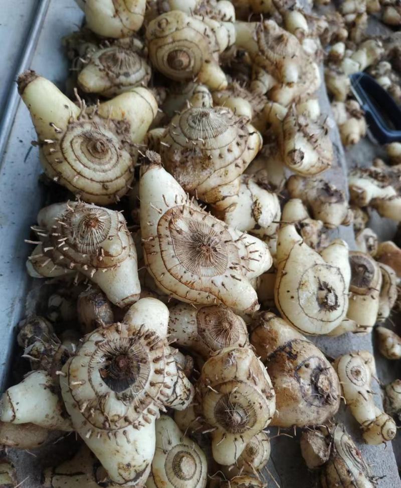 白芨干货，个子，片，白芨鲜货支持电商合作，可供应鲜货干货
