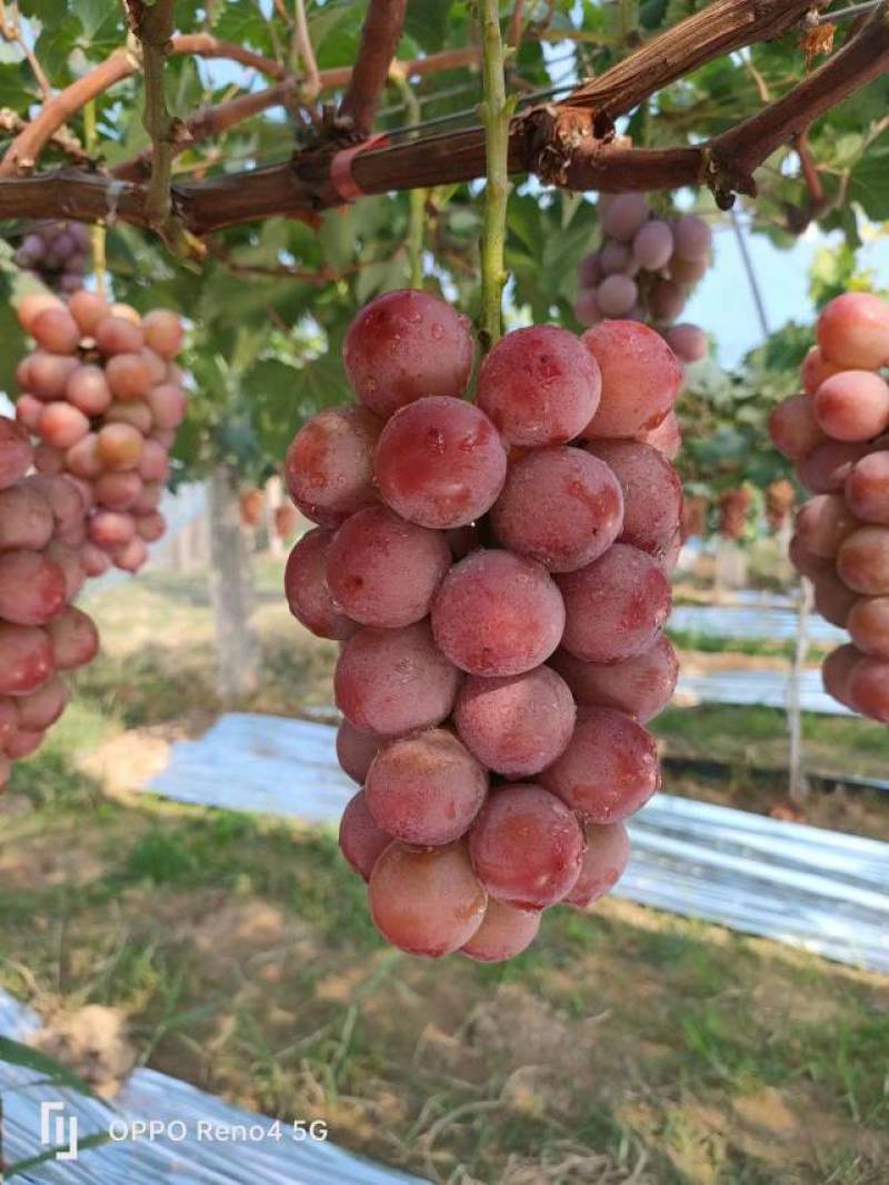 大量供应陕西精品妮娜公主葡萄货源充足量大从优欢迎咨询采