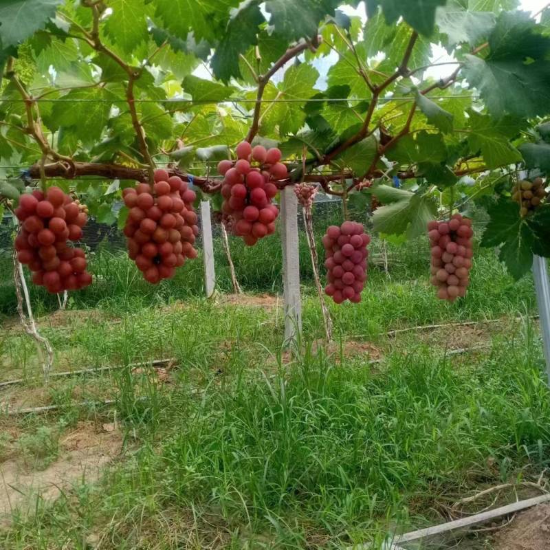 大量供应陕西精品妮娜公主葡萄货源充足量大从优欢迎咨询采