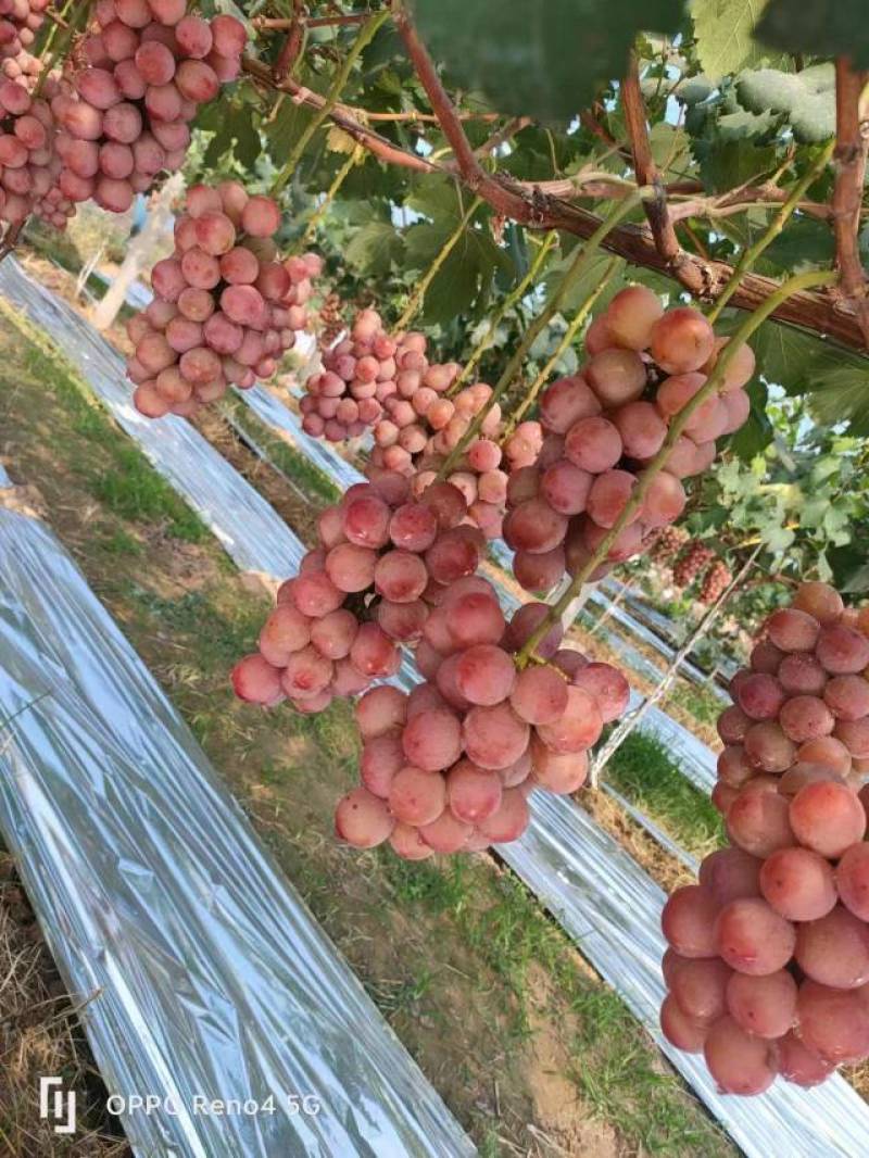 大量供应陕西精品妮娜公主葡萄货源充足量大从优欢迎咨询采