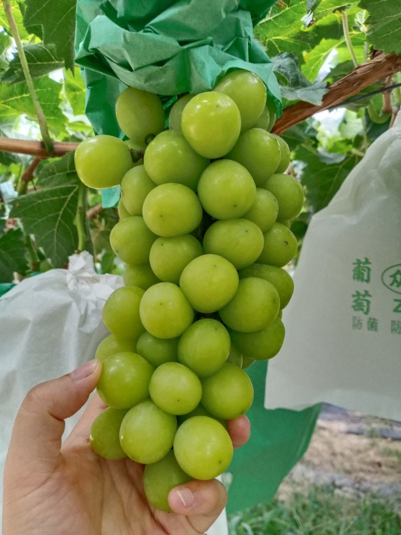 精品阳光玫瑰/陕西阳光玫瑰/产地直发/一手货源/欢迎致电