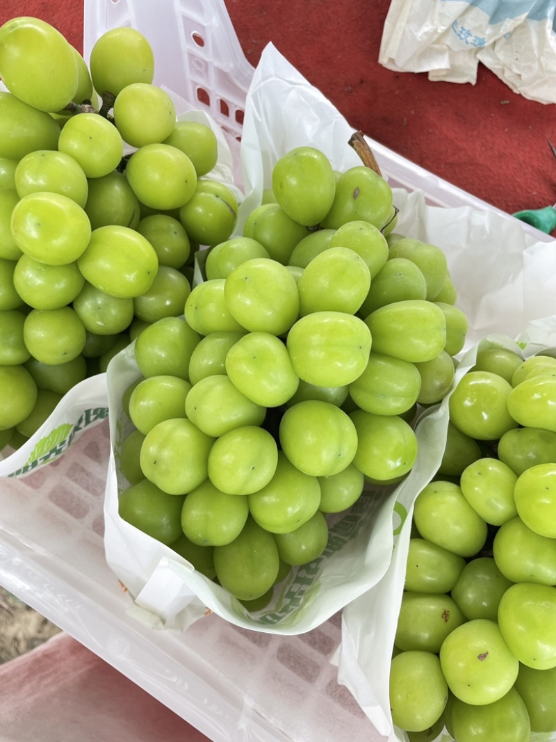 阳光玫瑰一级果