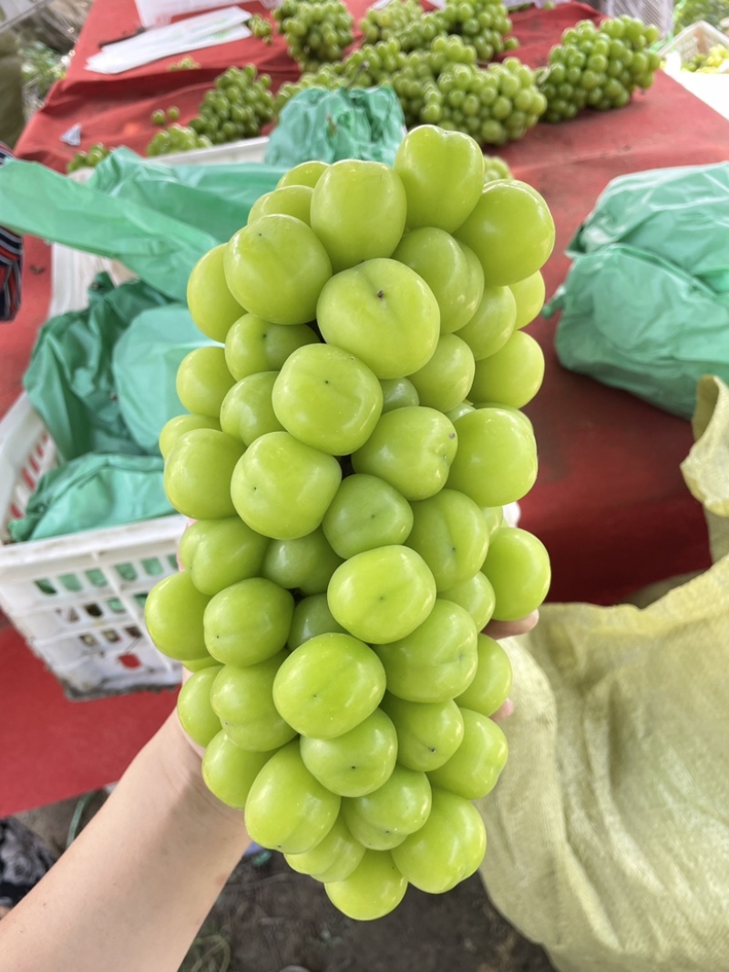 阳光玫瑰一级果
