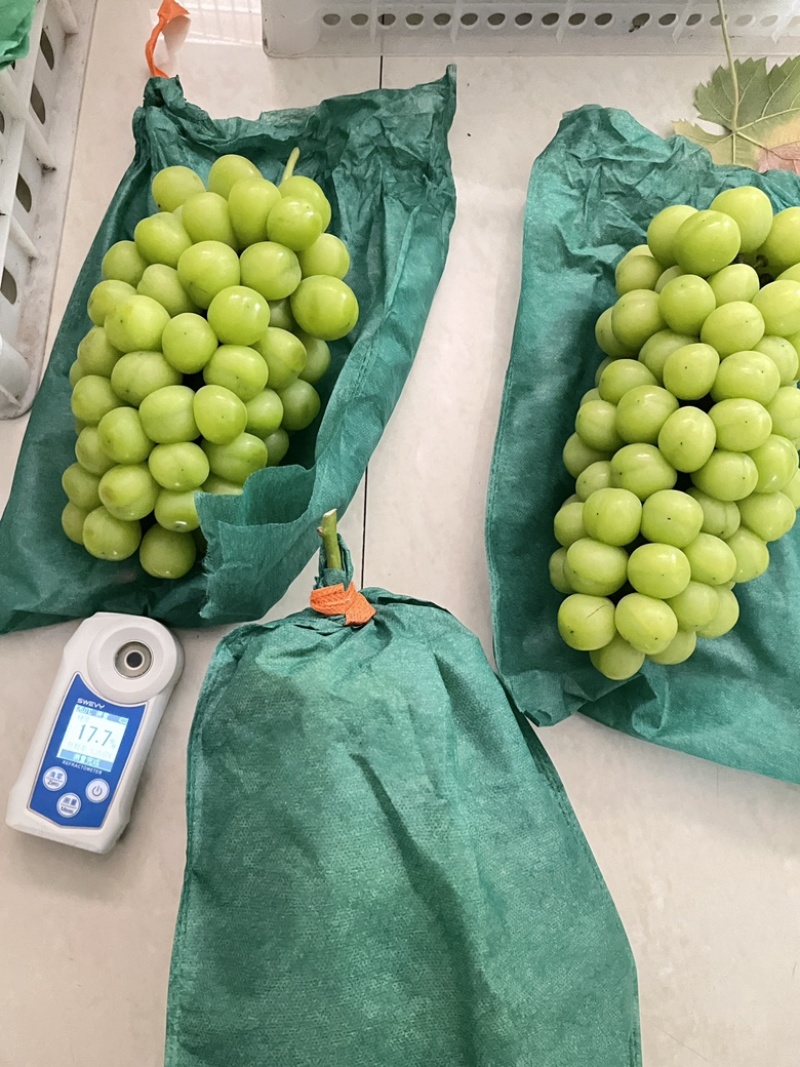 阳光玫瑰一级果