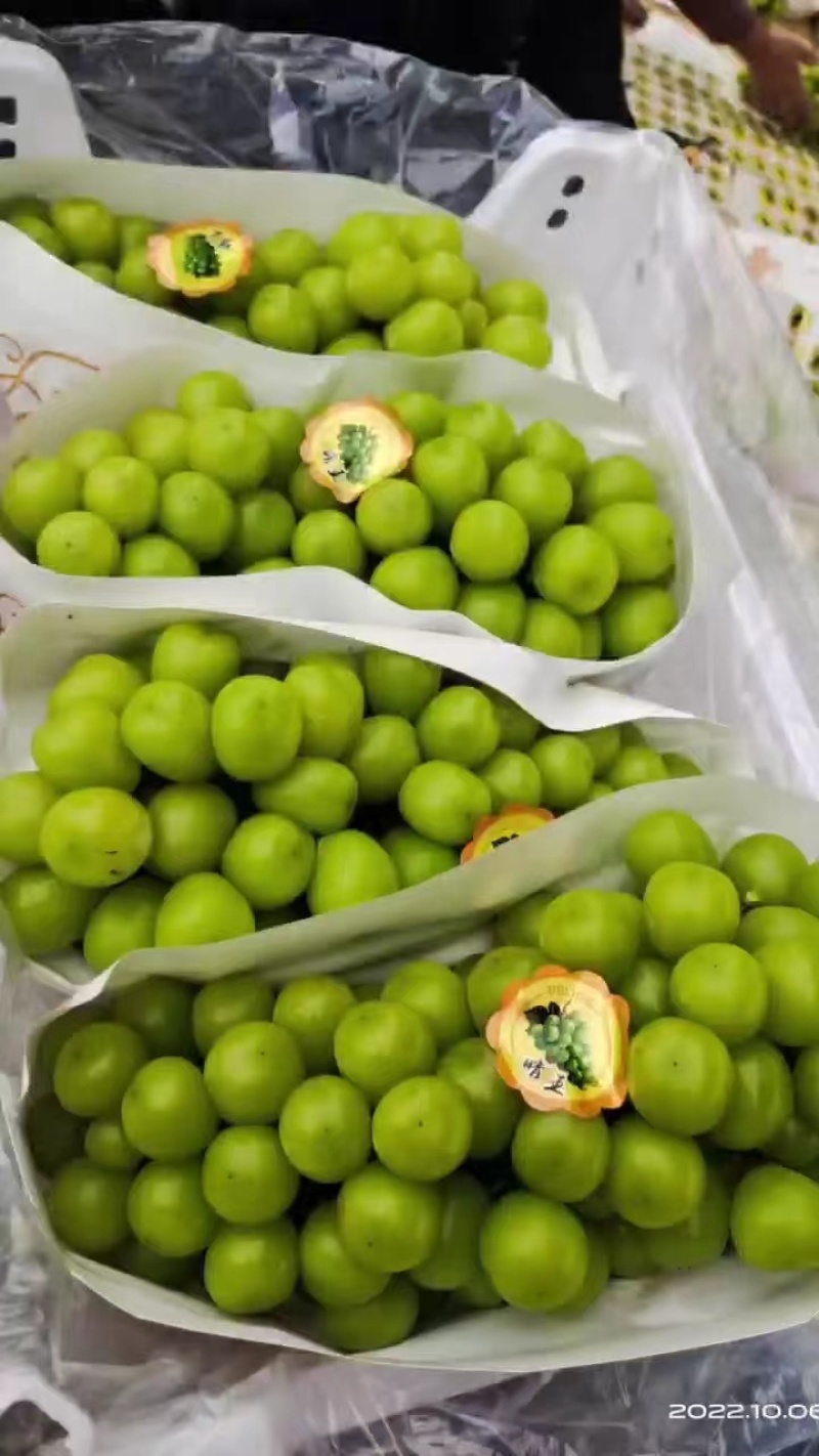 《牛商》山东阳光玫瑰葡萄大量新鲜供应，粒大饱满口感甘甜