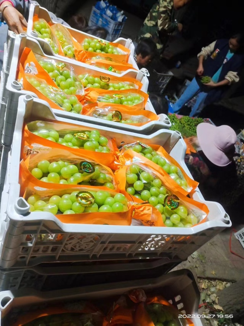 【实力优选】山东阳光玫瑰粒大饱满，大量新鲜供应对接电商
