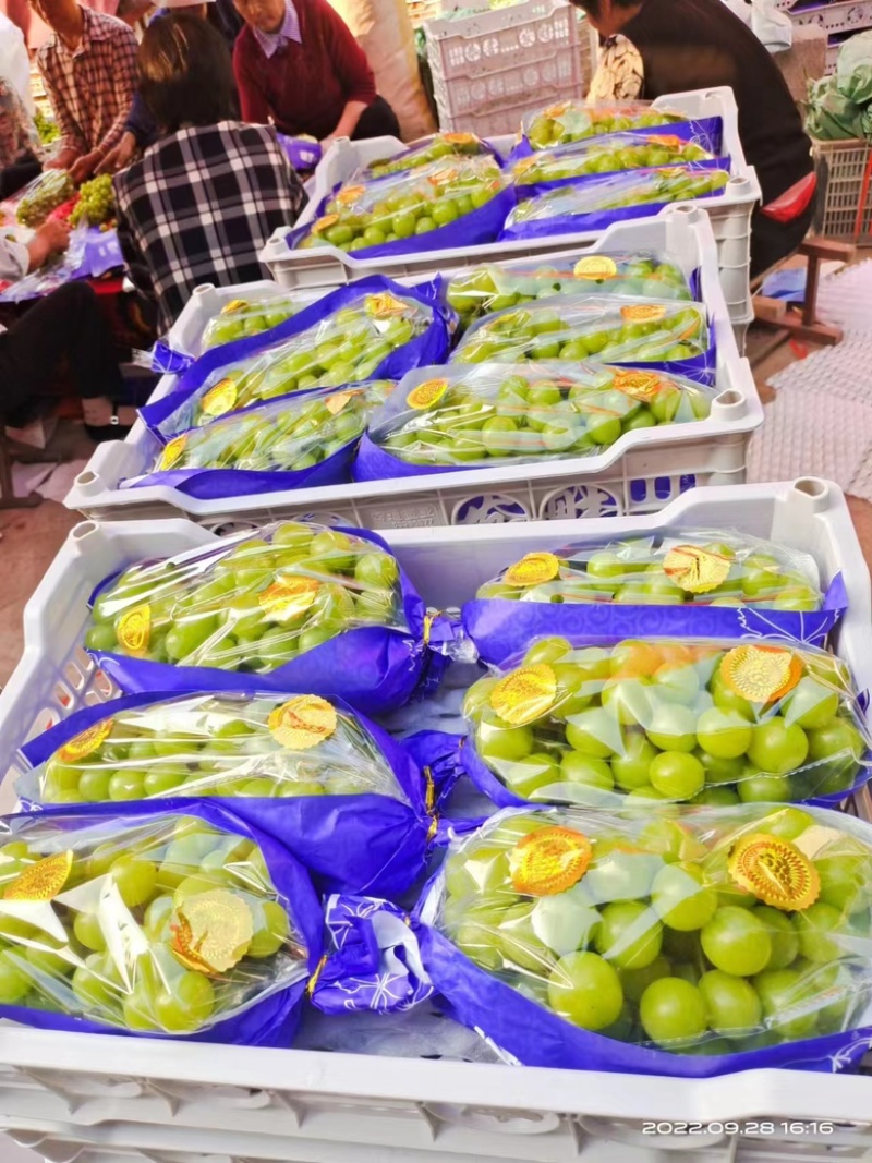 【实力优选】山东阳光玫瑰粒大饱满，大量新鲜供应对接电商