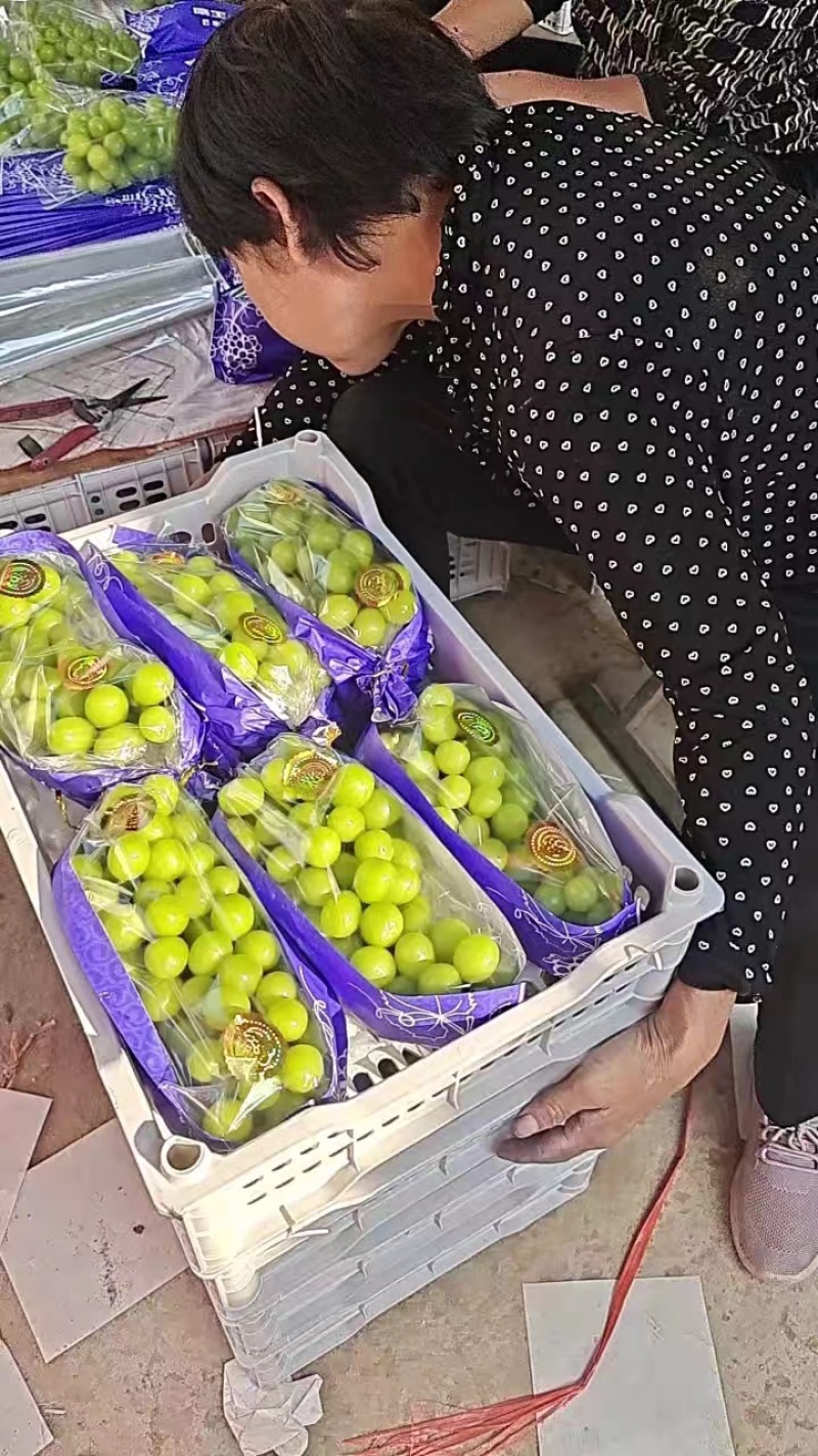 【牛】优选阳光玫瑰葡萄，产地大量新鲜供应，对接全国电商