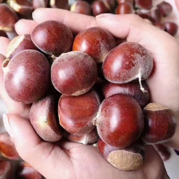 板栗菜板栗栗子
