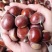 板栗菜板栗栗子