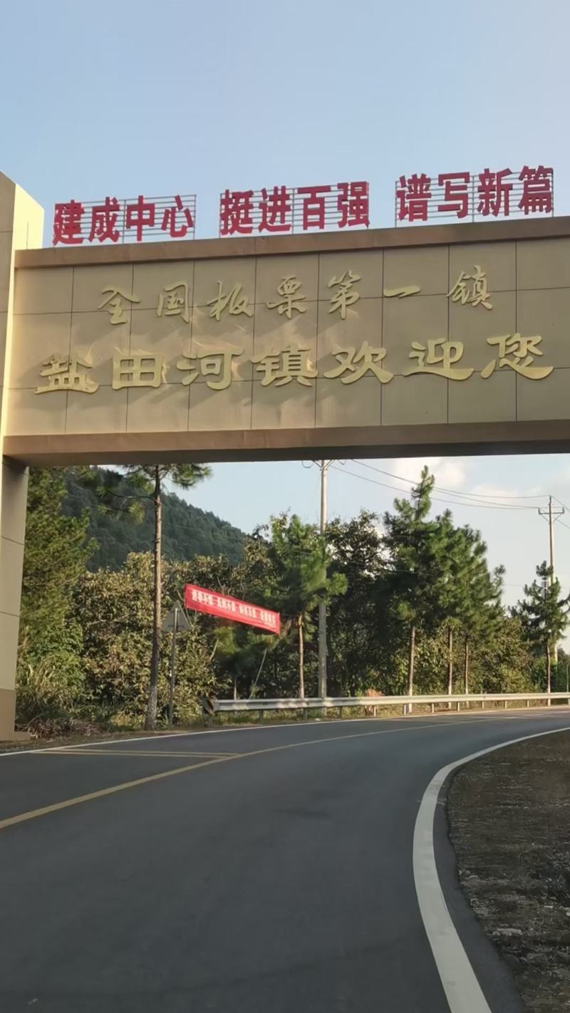 板栗菜板栗栗子