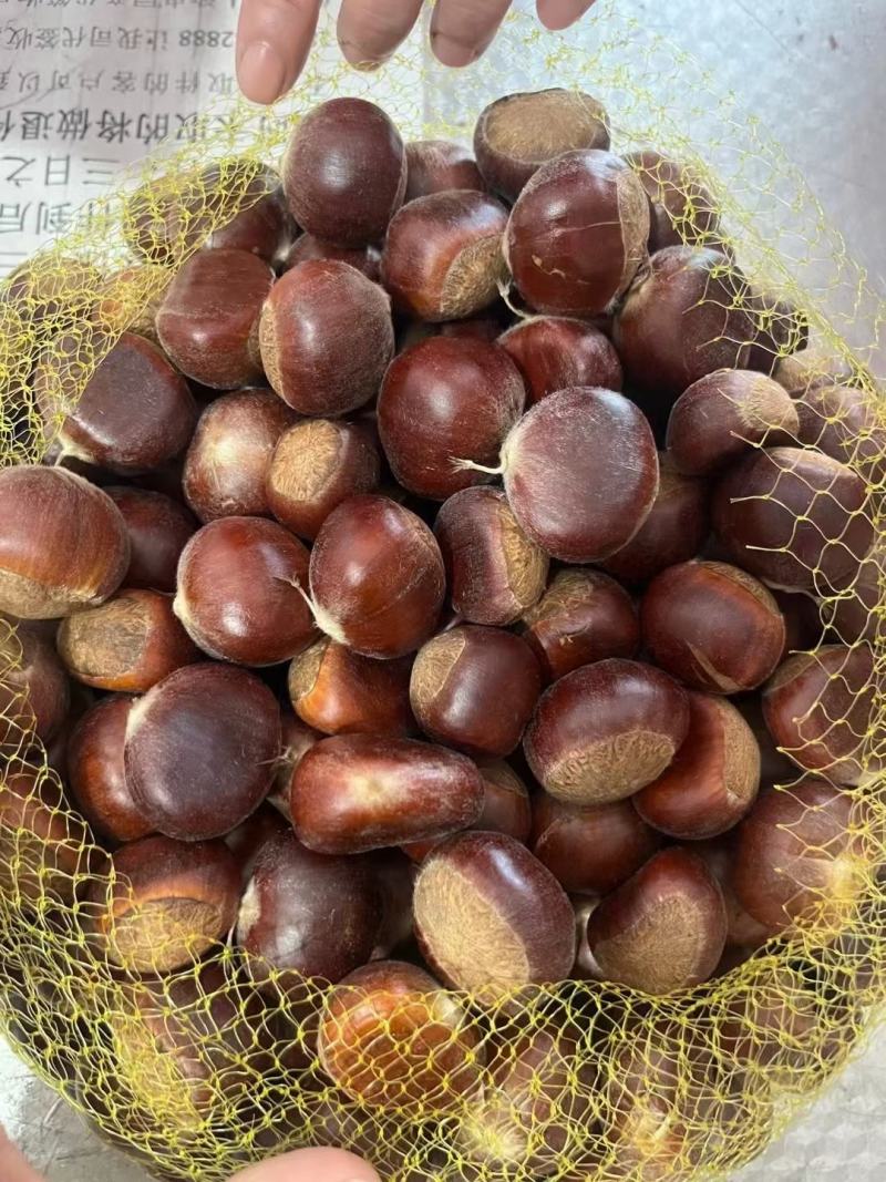 板栗菜板栗栗子