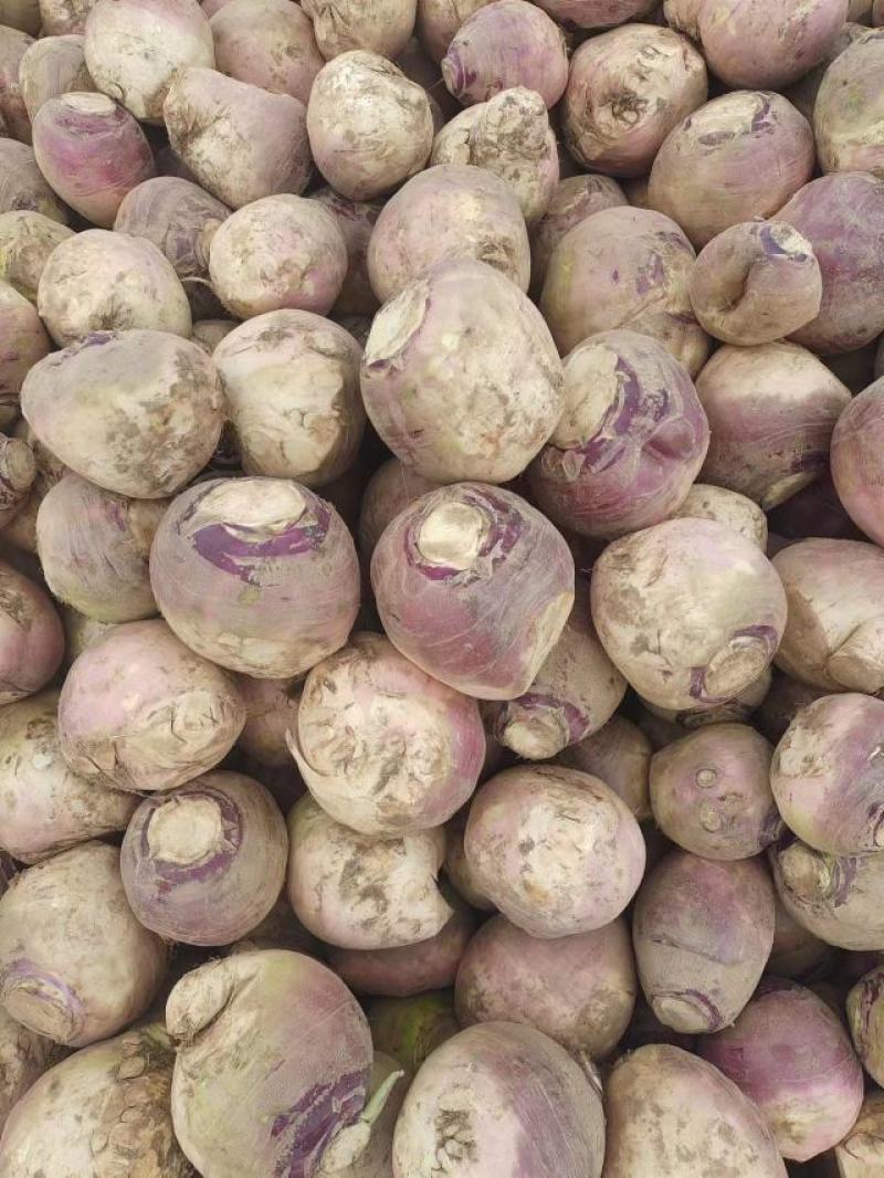 洋疙瘩笨疙瘩洋大头洋芥菜对接腌制厂加工厂