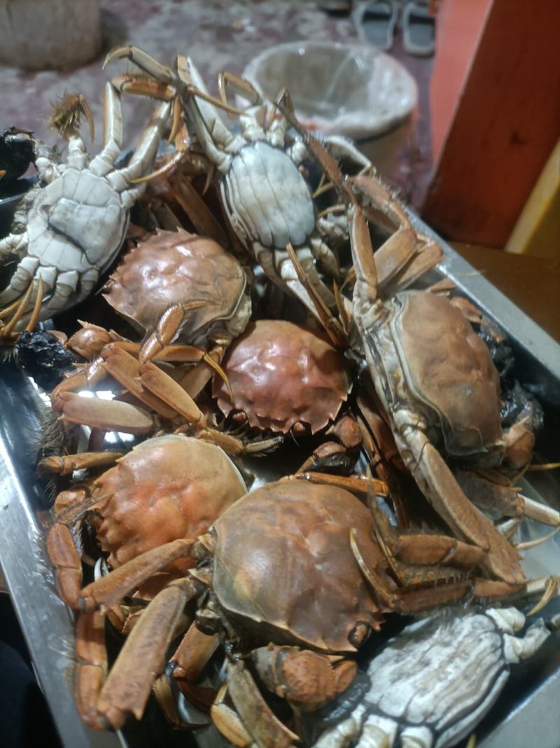 这里是河北唐山丰南区螃蟹上市了，需要的联系
