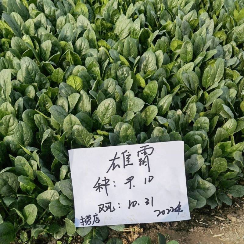 德赛雄霸菠菜种子进口抗霜霉病直立捆扎速生耐寒越冬大叶菠菜