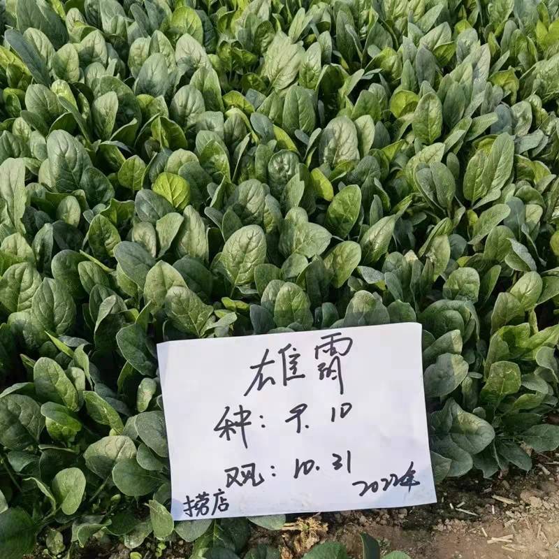 德赛雄霸菠菜种子进口抗霜霉病直立捆扎速生耐寒越冬大叶菠菜