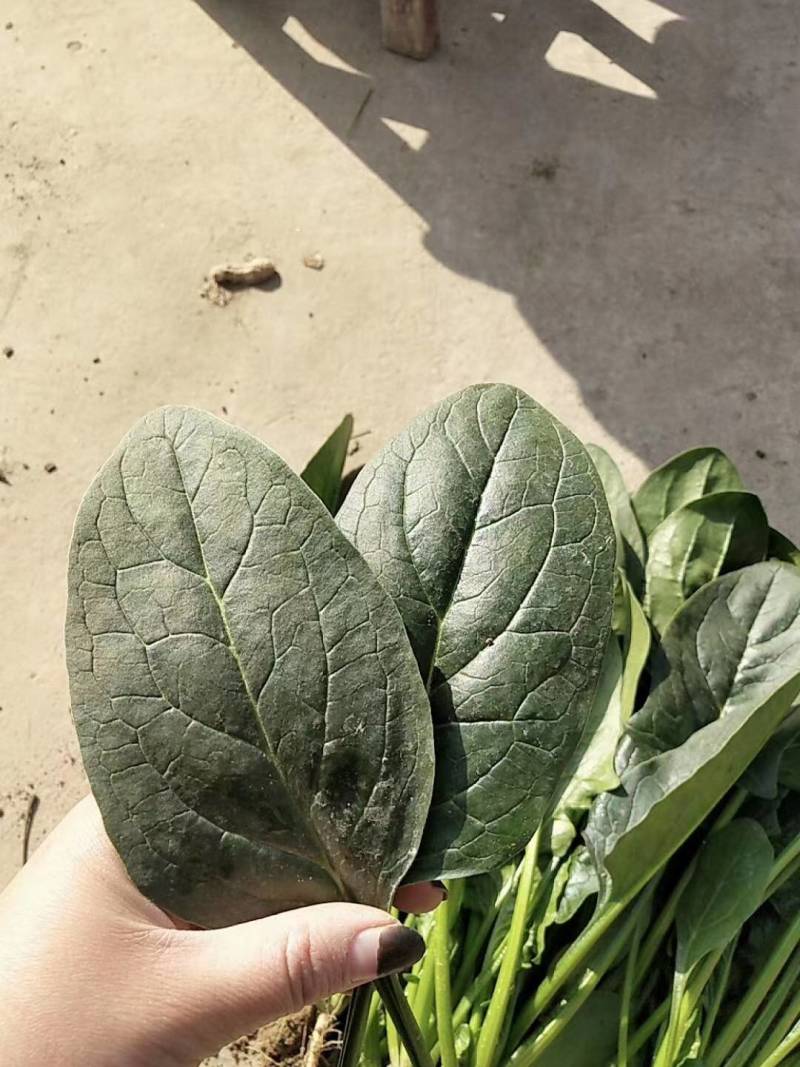 德赛雄霸菠菜种子进口抗霜霉病直立捆扎速生耐寒越冬大叶菠菜