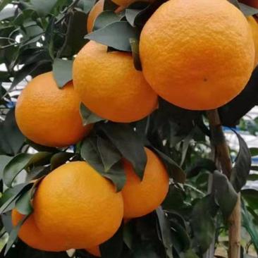 爱媛果冻橙，大量上市，产地专业代办，诚信为你服务