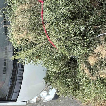 小青草.爵床草.六角英