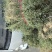 小青草.爵床草.六角英