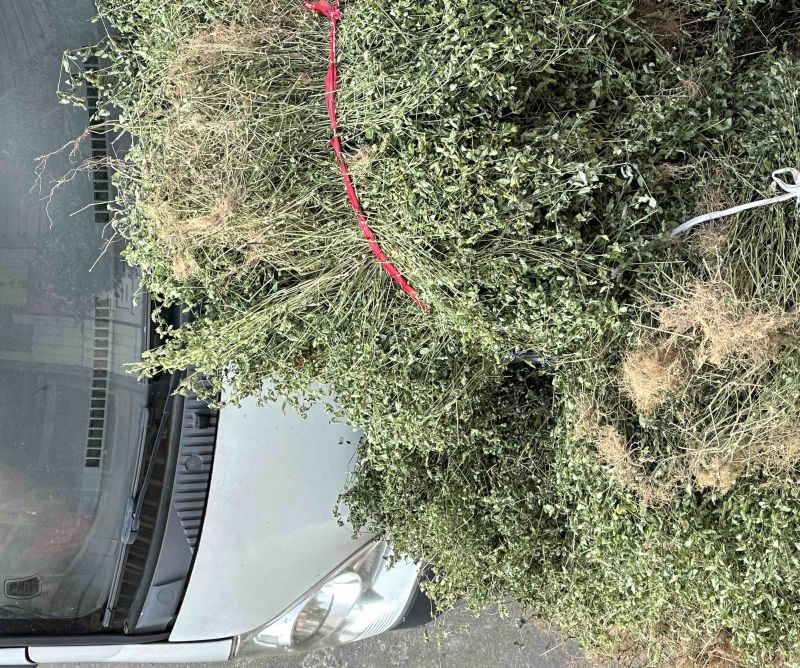 小青草.爵床草.六角英