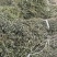 小青草.爵床草.六角英