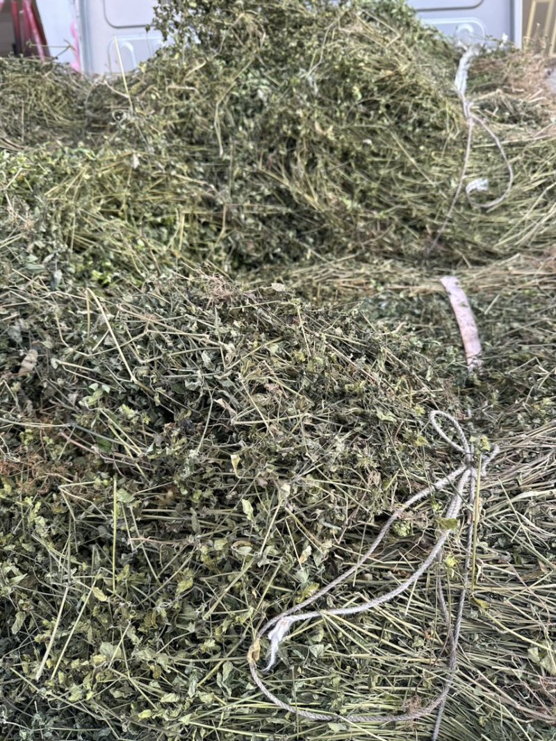 小青草.爵床草.六角英