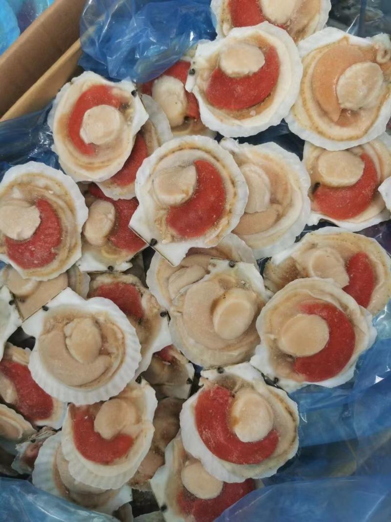 原汁贝，20斤！