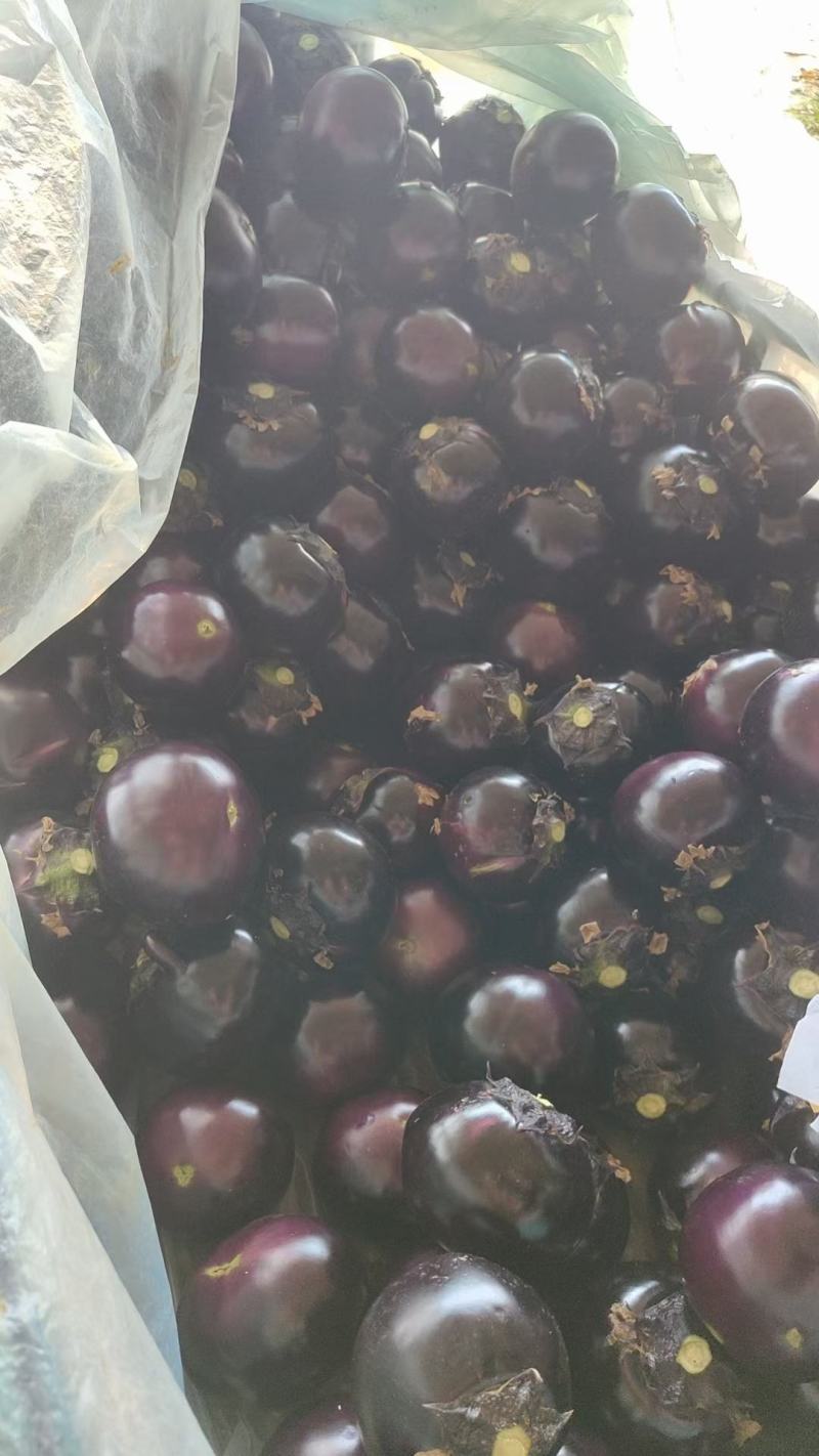 圆茄，紫光圆茄，大量供应，量大质优，可供市场商超电商