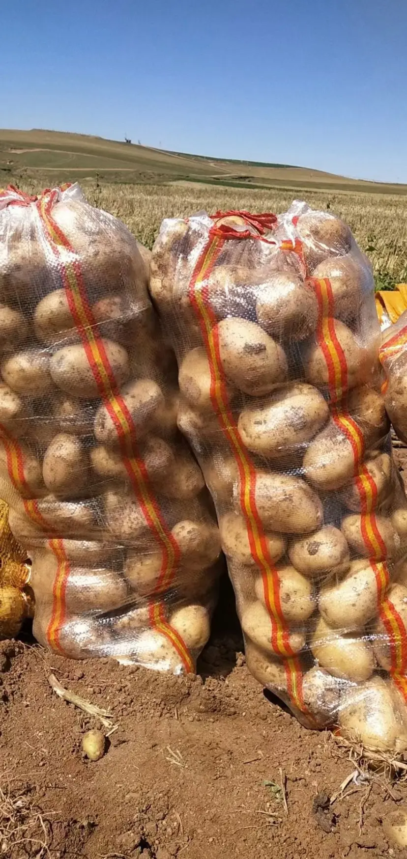沃土5号内蒙土豆大量上市一手货源可视频看货要的联系