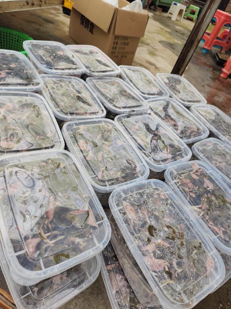 福建南靖本地红霞鲜品整株现采摘一盒250克装金线莲鲜品