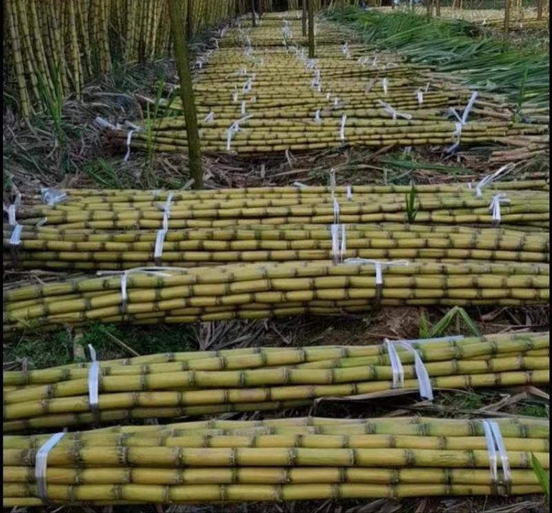 云南甘蔗黄皮甘蔗种植基地直发货源充足对接批发商