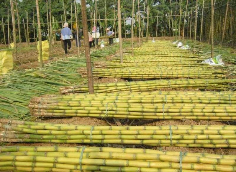 云南甘蔗黄皮甘蔗种植基地直发货源充足对接批发商