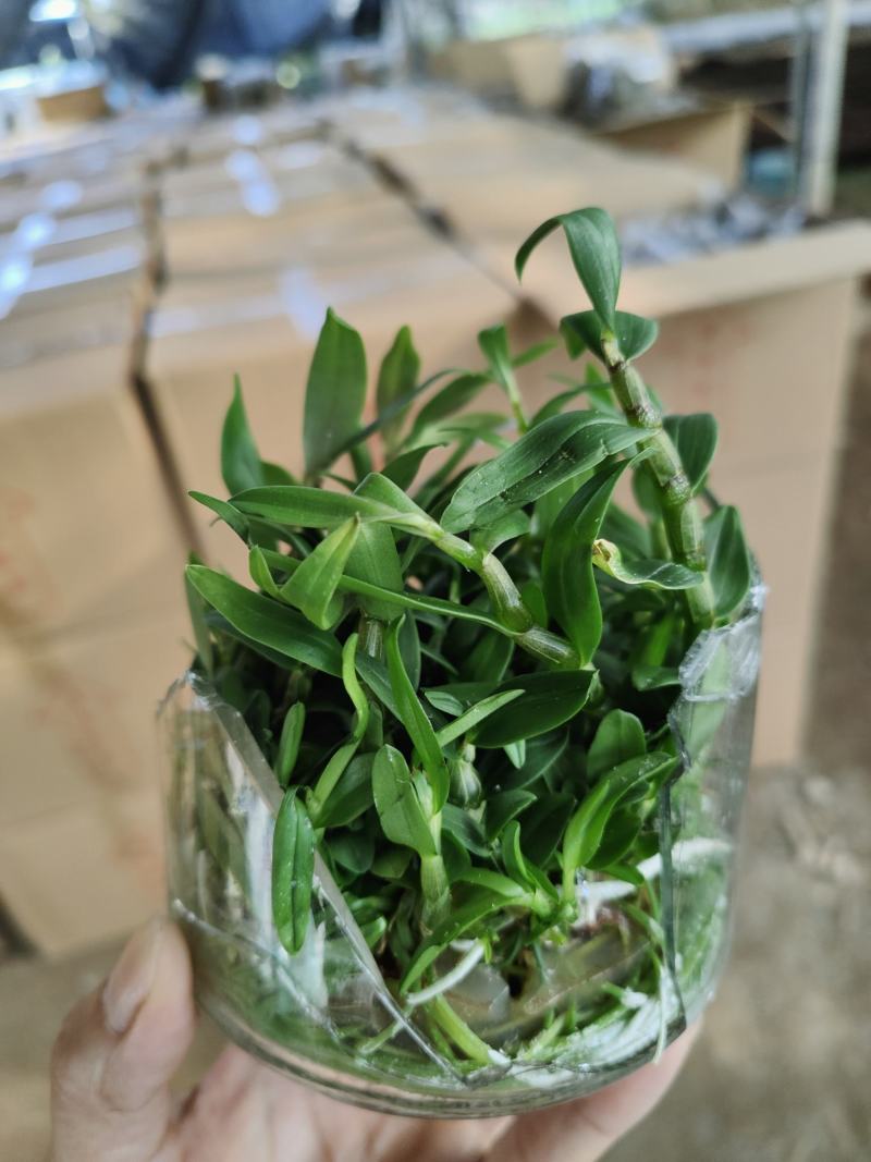 石斛苗铁皮石斛种植苗石斛种苗盆栽苗