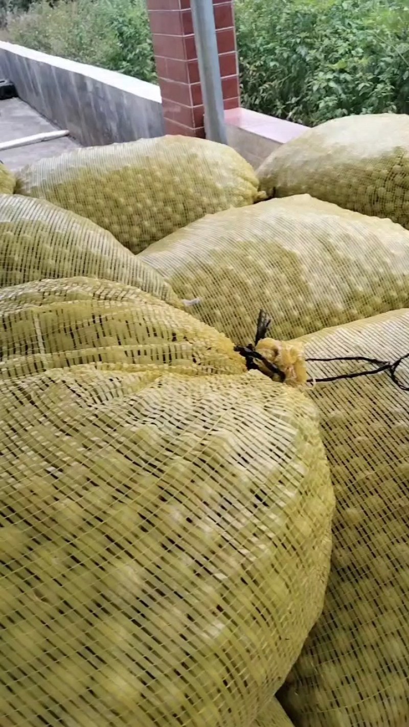 精品广西贵港市平南县牛柑果大肉油甘果大量上市