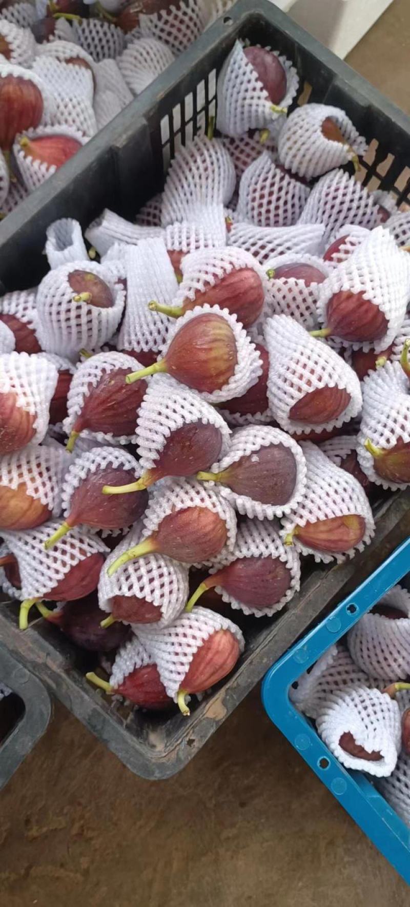 云南热带波姬红无花果