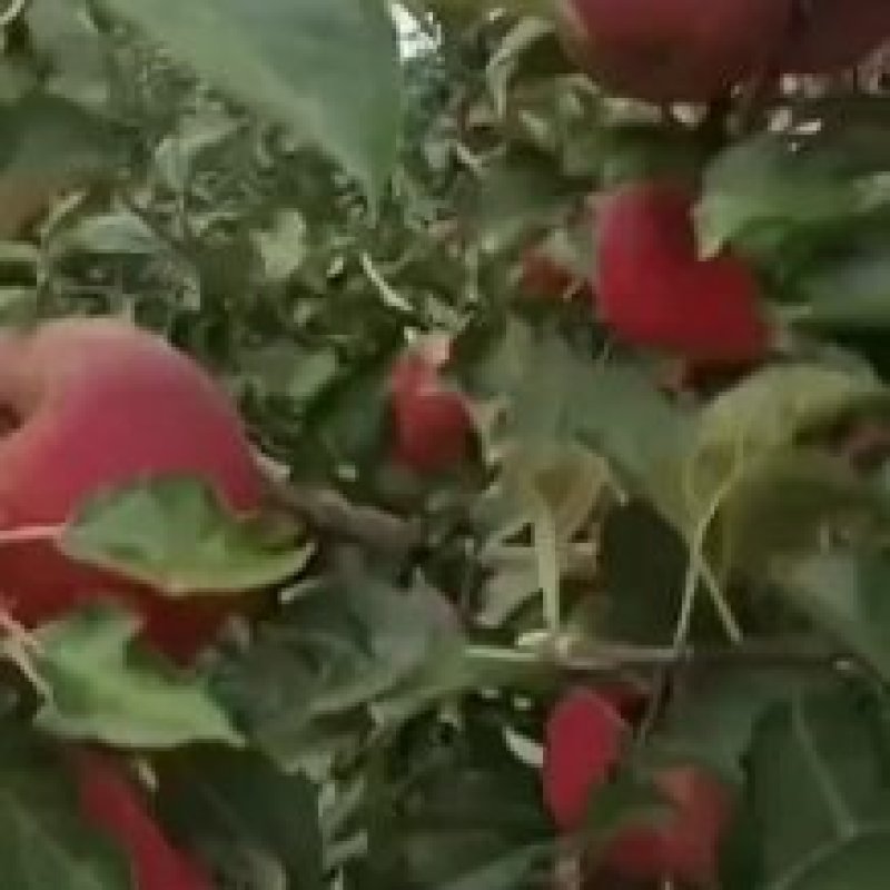 大凉山盐源苹果