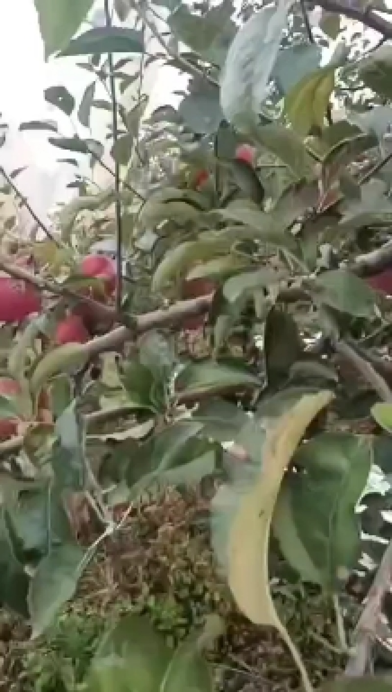 大凉山盐源苹果