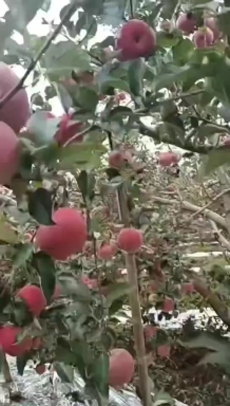 大凉山盐源苹果