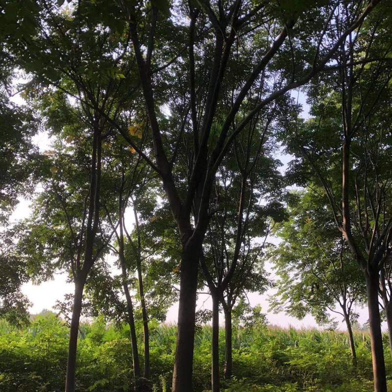 【栾树】适应性强,喜光,稍耐半荫,耐寒价格面谈