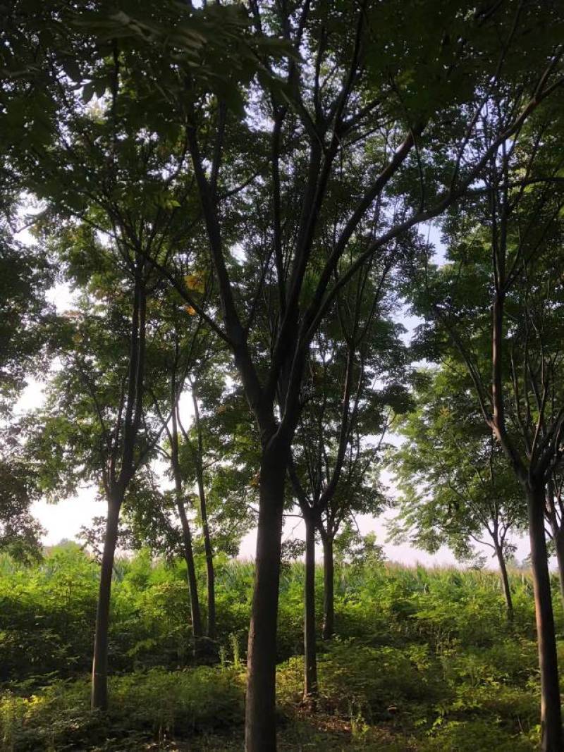 【栾树】适应性强,喜光,稍耐半荫,耐寒价格面谈