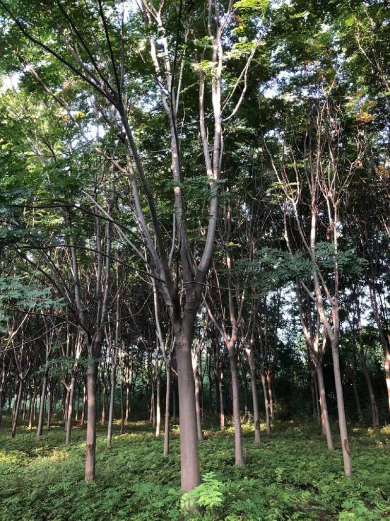 【栾树】适应性强,喜光,稍耐半荫,耐寒价格面谈