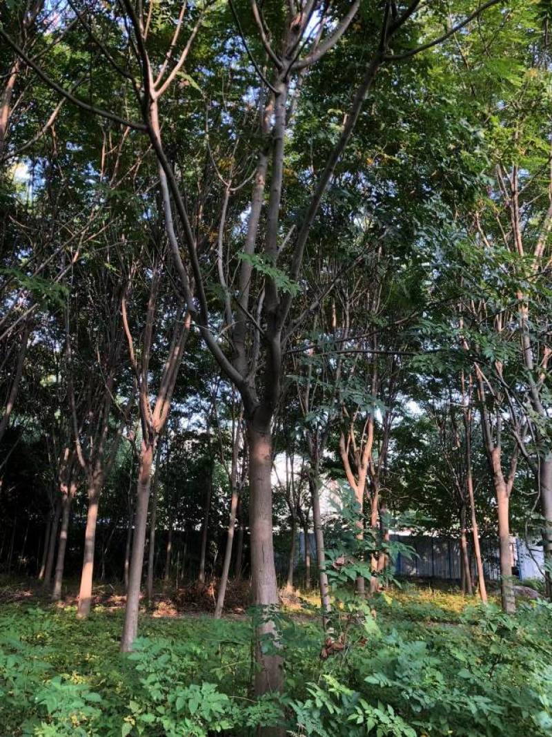【栾树】适应性强,喜光,稍耐半荫,耐寒价格面谈