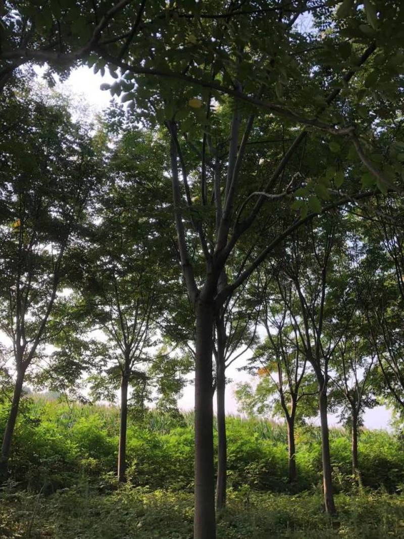 【栾树】适应性强,喜光,稍耐半荫,耐寒价格面谈
