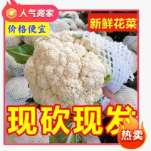 产地精品【青梗白面有机花】大量上市全国价格便宜