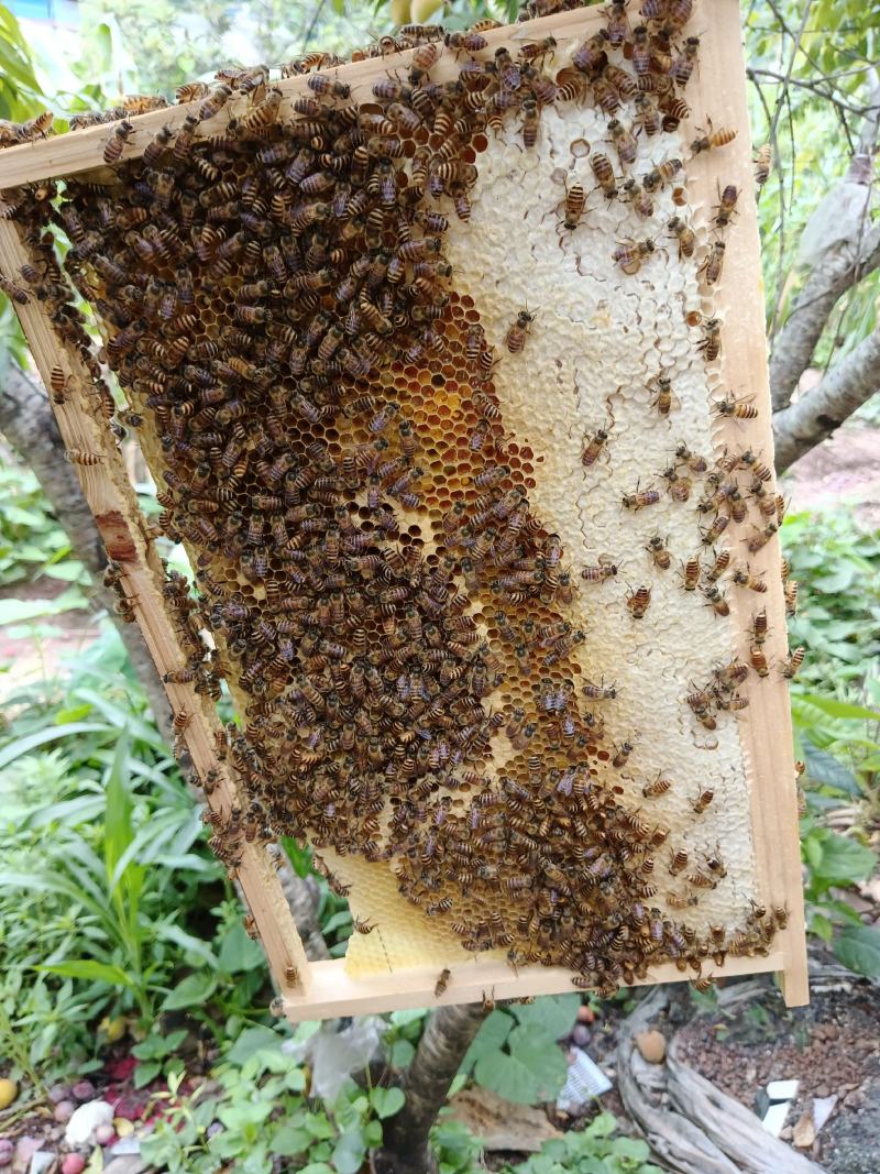 土蜂蜜今年没货了可以留个联系方式