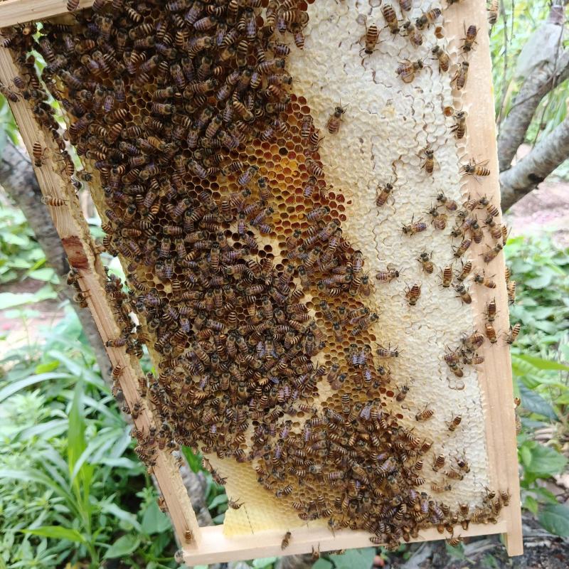 土蜂蜜今年没货了可以留个联系方式