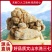 文山三七产地批发20头30头40头各规格齐全产地最新价格