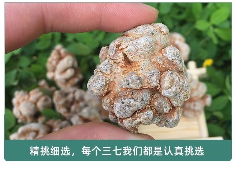 文山三七产地批发20头30头40头各规格齐全产地最新价格