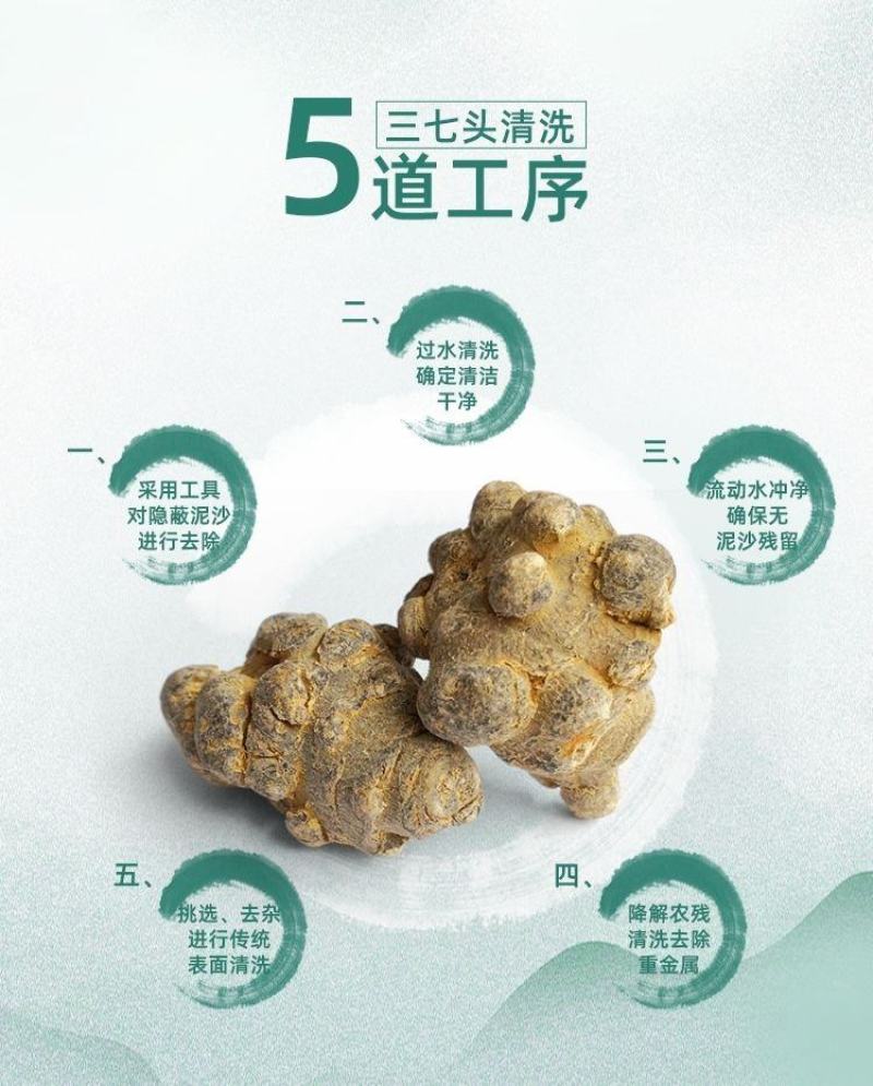 文山三七产地批发20头30头40头各规格齐全产地最新价格